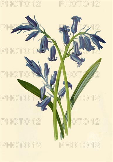 'Hyacinth', 1877. Creator: Frederick Edward Hulme.