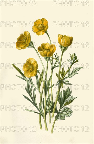 'Bulbous Crowfoot', 1877. Creator: Frederick Edward Hulme.