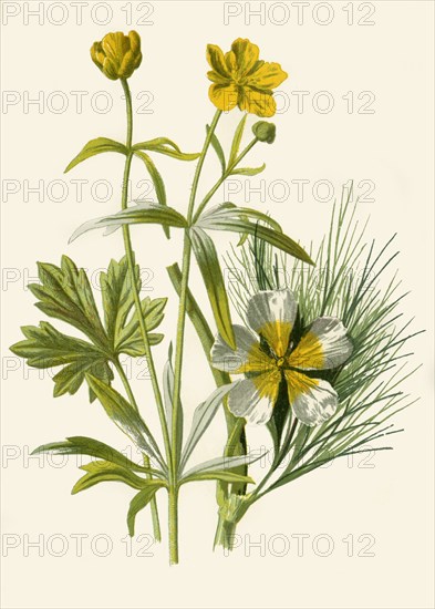 'Goldilocks. Water Ranunculus', 1877. Creator: Frederick Edward Hulme.