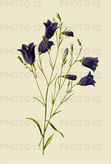 'Harebell', 1877. Creator: Frederick Edward Hulme.