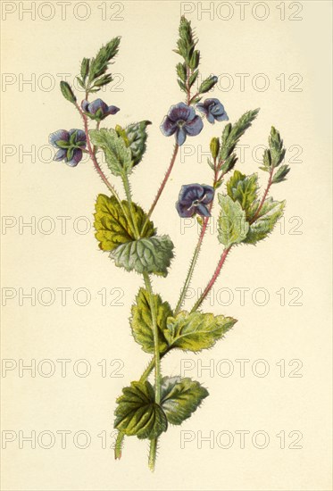 'Germander Speedwell', 1877. Creator: Frederick Edward Hulme.