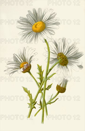 'Ox-Eye Daisy', 1877. Creator: Frederick Edward Hulme.