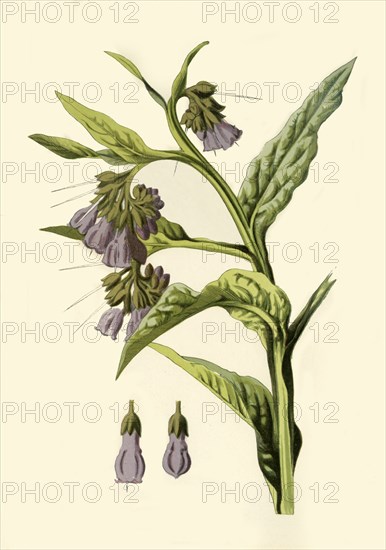 'Comfrey', 1877. Creator: Frederick Edward Hulme.