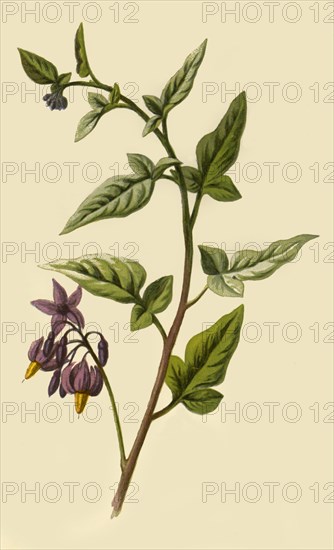 'Woody - Nightshade', 1877. Creator: Frederick Edward Hulme.