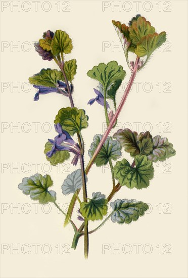 'Ground Ivy', 1877. Creator: Frederick Edward Hulme.