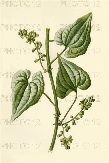 'Black Bryony', 1877. Creator: Frederick Edward Hulme.