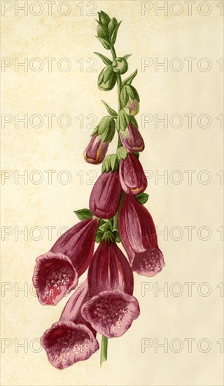 'Foxglove', 1877. Creator: Frederick Edward Hulme.