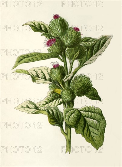 'Burdock', 1877. Creator: Frederick Edward Hulme.