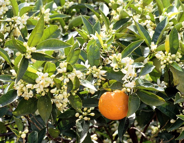 Blossom and fruit on an orange tree, Majorca, Spain