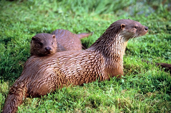 Otters