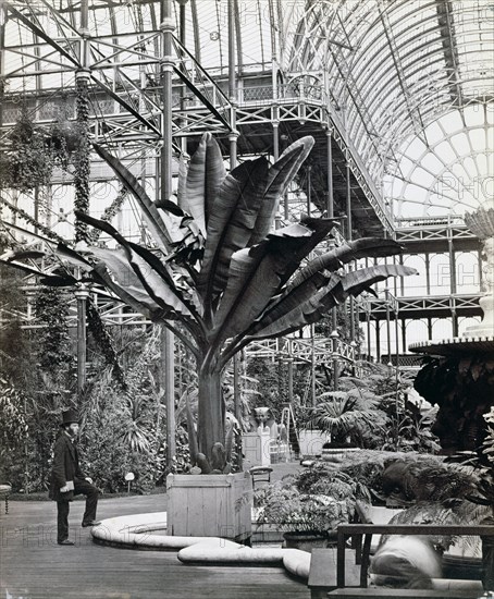 Tropical plants in the Egyptian Room, Crystal Palace, Sydenham, London, 1854. Artist: Philip Henry Delamotte