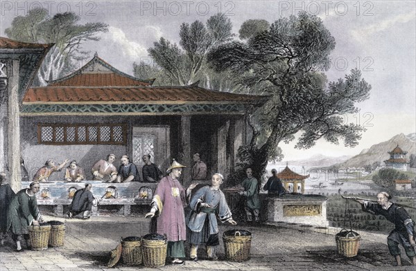 'The Culture and Preparation of Tea', China, 1843. Artist: Thomas Allom