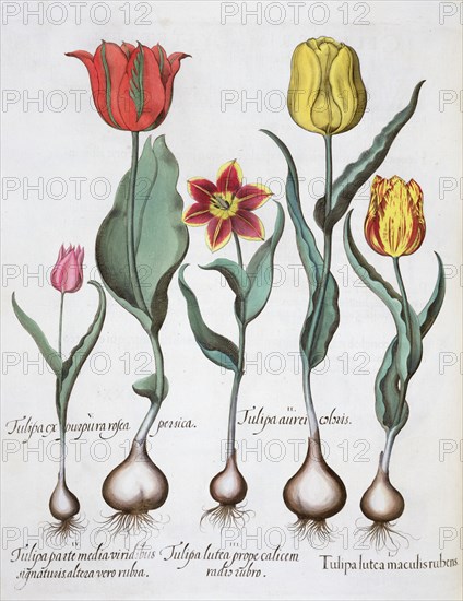 Tulips, 1613. Artist: Unknown