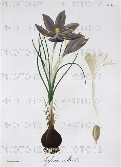 Saffron Crocus, 1821.  Artist: LFJ Hoquart