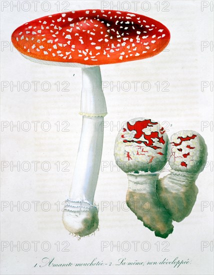 Amanita Muscaria (Fly Agaric), 1821. Artist: LFJ Hoquart