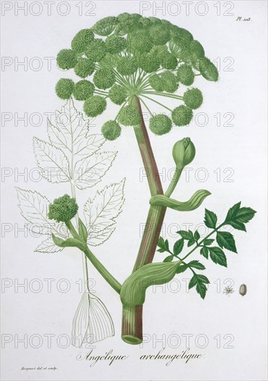 Angelica Archangelica (Garden Angelica), 1821. Artist: LFJ Hoquart