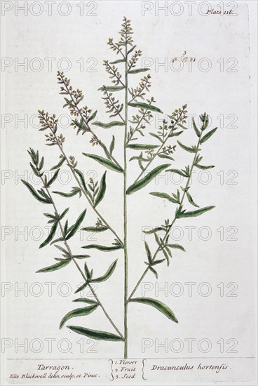 Tarragon, 1782. Artist: Elizabeth Blackwell