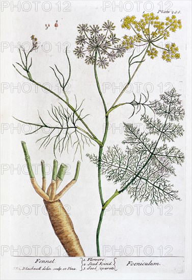 Fennel, 1782. Artist: Elizabeth Blackwell