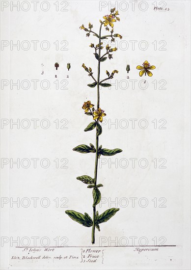 St John's Wort, 1782. Artist: Elizabeth Blackwell