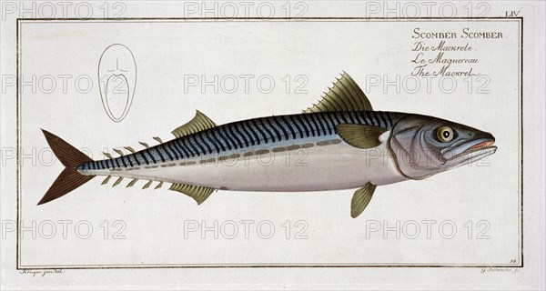 Mackerel (Scomber Scomber), c1785-1799. Artist: Gabriel Bodenehr I