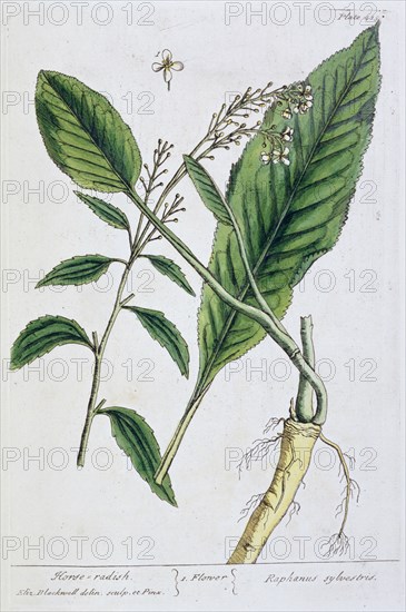 Horseradish, 1782. Artist: Elizabeth Blackwell