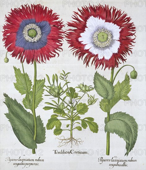 Ornamental poppies, 1613. Artist: Unknown