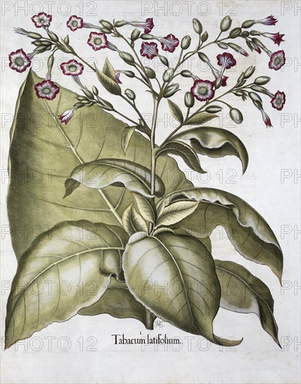 Tobacco plant, 1613. Artist: Unknown