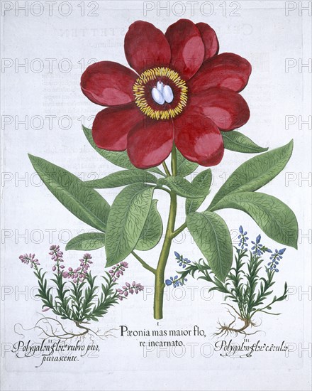 Peony and two polygalons, 1613. Artist: Unknown