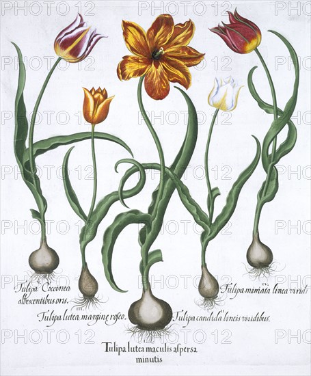 Five tulips, 1613. Artist: Unknown