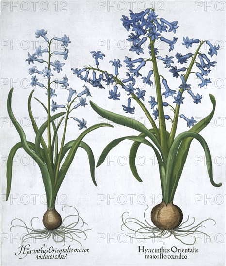 Two blue hyacinths, 1613. Artist: Unknown