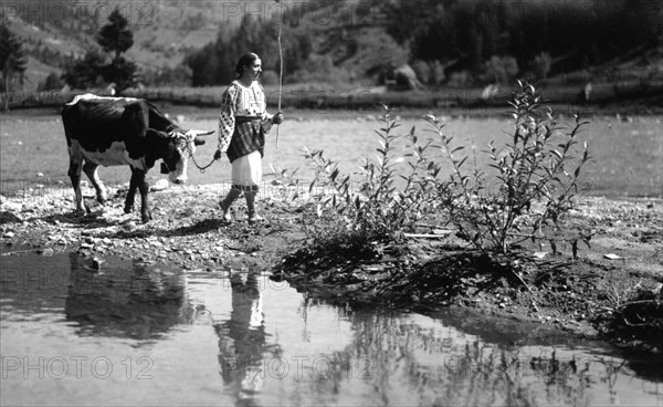 Woman leading an ox, Bistrita Valley, Moldavia, north-east Romania, c1920-c1945. Artist: Adolph Chevalier