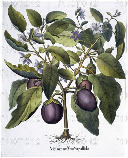 Aubergine, 1613. Artist: Unknown