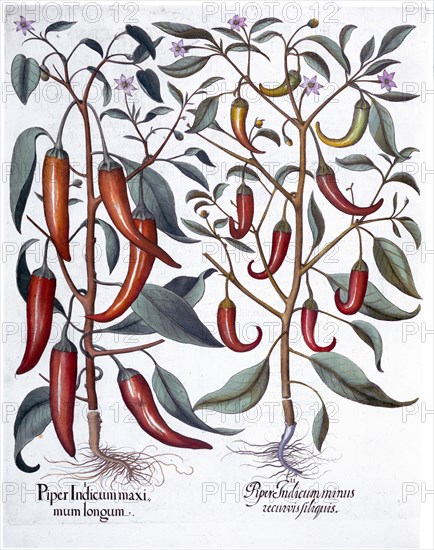 Peppers, 1613. Artist: Unknown