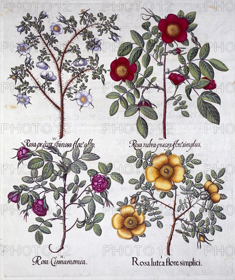 Roses, 1613. Artist: Unknown