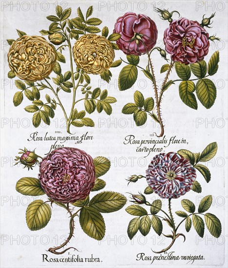 Roses, 1613. Artist: Unknown