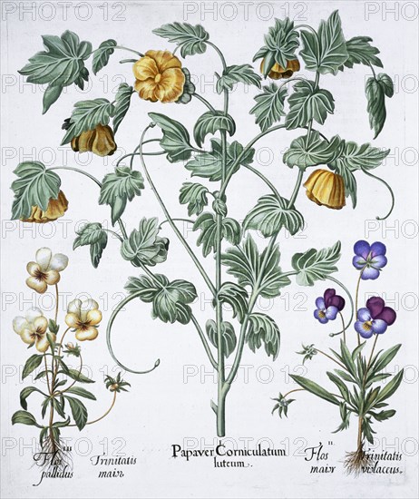 Yellow Horned Poppy, 1613. Artist: Unknown