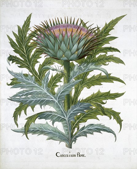 Cardoon, 1613. Artist: Unknown