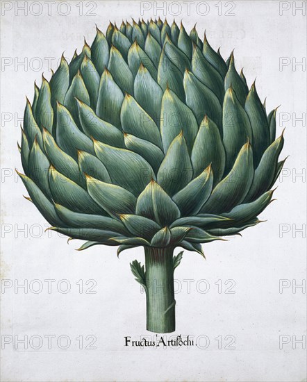 Artichoke, 1613. Artist: Unknown