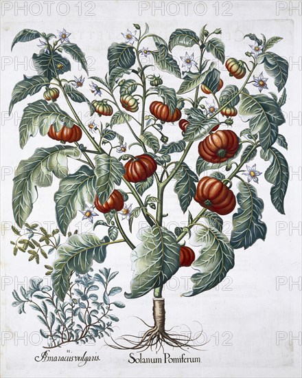 African Tomato and Marjoram plants, 1613. Artist: Unknown