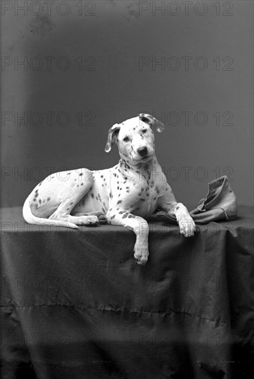 A posing Dalmatian, Landskrona, Sweden, 1910. Artist: Unknown