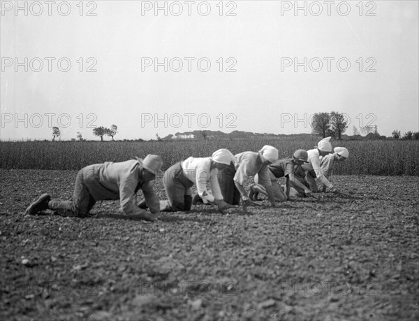 Thinning sugar beets, Isle of Ven, Sweden, 1925. Artist: Unknown