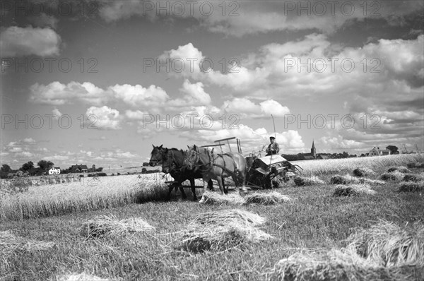 Harvesting a field with a reaper, Ven, Sweden, 1925. Artist: Unknown