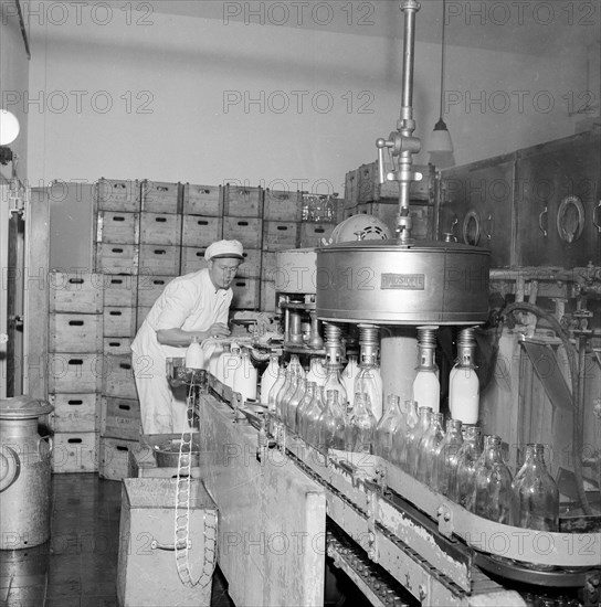 Filling milk bottles in a dairy, Landskrona, Sweden. Artist: Unknown