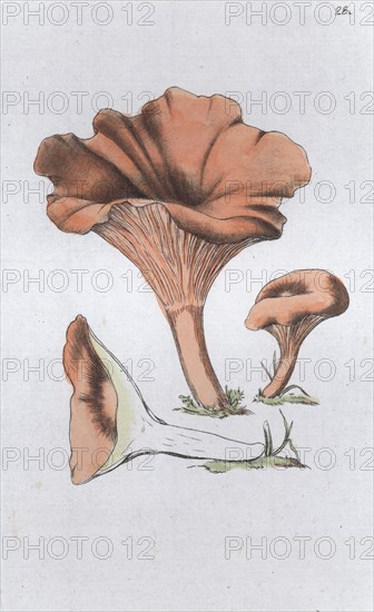 Merulius cantharellus, 1804-1811. Artist: Johan Wilhelm Palmstruch