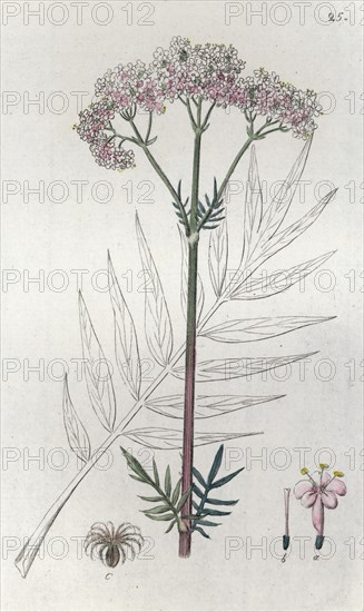 Valerian (Valeriana officinalis), 1804-1811. Artist: Johan Wilhelm Palmstruch