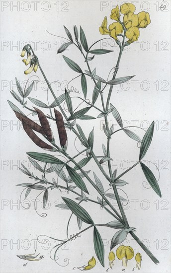 Meadow Vetchling (Lathyrus pratensis), 1804-1811. Artist: Johan Wilhelm Palmstruch