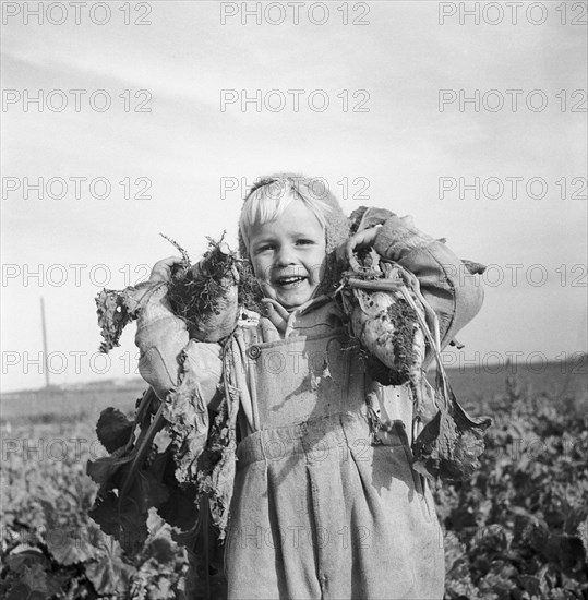 A little boy with two sugar beet, 1956. Artist: Unknown