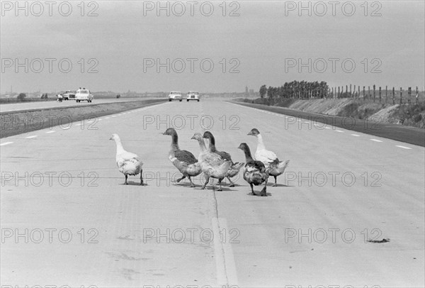 Geese walking across a dual carriageway, Sweden. Artist: Unknown