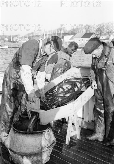 Fishermen and their catch of eel, Sweden, 1966. Artist: Unknown