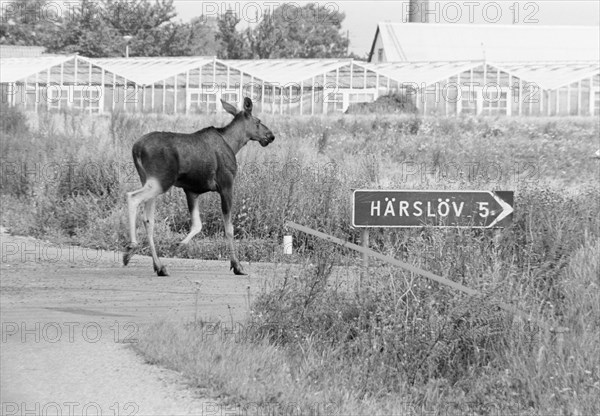 An elk seeming to follow a road sign. Glumslöv, Sweden, 1981. Artist: Unknown